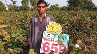 🖕उच्च उपज देने वाला कपास केवल *RCH 659* आप खुद देख सकते हैं प्रमाण आपके सामने है। \