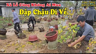 Xả Lỗ Cũng Không Ai Mua, Nhà Vườn Đành Đập Chậu Hoa Về Nhà Đón Tết