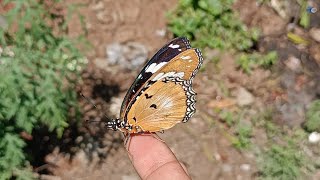 Finding butterflies