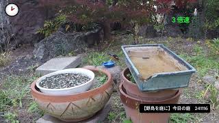 野鳥を庭に　スズメ　ジョウビタキ（♂）ヒヨドリ　241116　