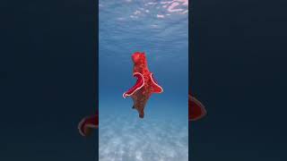 SPANISH DANCER NUDRIBANCH SHOWING ITS MOVES #short #ocean #nudibranch #spanishdancer #deepsea