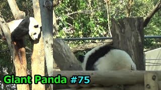 Giant panda#75 シャンシャン🐼　全力でシャンシャンを見守るリーリー　父の優しいまなざしに涙　ジャイアントパンダ【上野動物園】