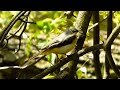 konipas horský the grey wagtail motacilla cinerea