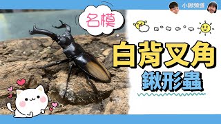 新亮相~~白背叉角鍬形蟲~~【小鍬頻道】