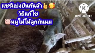 วิธีแก้ไข!!หมูไม่ให้ลูกกินนม!!กัดลูก!!👍🥰@user-593nawarat