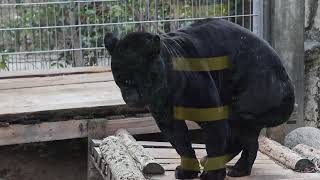 神戸王子動物園（2025年2月20日）３