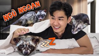Quang BM | 1 Ngày Ăn Ngủ Cùng Chồn Con | Chồn Hương Sinh Con