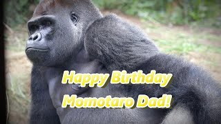 モモタロウパパの誕生日。おめでとう！　Momotaro Dad's birthday. Happy Birthday!　【Western Gorilla】