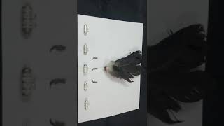 काले कौवे के पंख और नाखून से काला जादू  | BLACK MAGIC FROM CROW FEATHER, NAIL Contact No. 7988302508