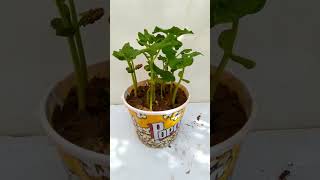 Growing cowpea at home in the easiest way