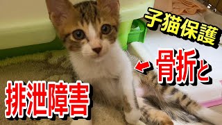 子猫 保護　骨折と排泄障害　自力で排泄できた⁉