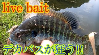 Bass Fishing in Japan！Catching big black bass on live bait