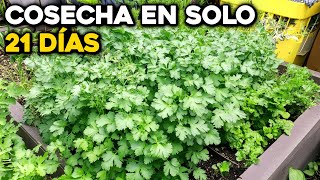 ¡Cultiva Hortalizas y Cosecha en 21 días!