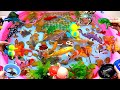 Colorful Cute Animal Videos, Swimming Turtle, Hammerhead Shark, Crocodile, Goldfish, Swordfish, Crab