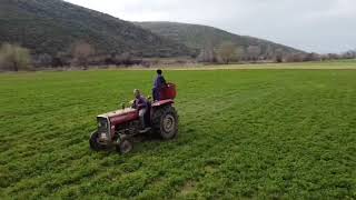 Yonca Tarlamızı Gübreliyoruz..!   #yonca #masseyferguson240S #gübreleme  #drone