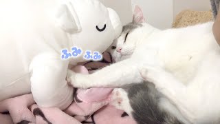 抱き枕クマさんにフミフミしてしまう猫【スコティッシュフォールド】 - A cat who can be spoiled by a huge bear