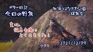 ギター日記　今日の野鳥　・　加須・はなさき公園探鳥会　2021年12月9日