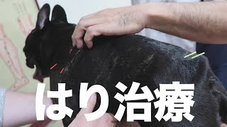 頚椎ヘルニア予備軍犬のクールネック使用について