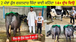 2 ਮੱਝਾਂ ਫੁੱਲ ਵਜ਼ਨਦਾਰ ਛਿੰਦੇ ਬਾਈ ਕਹਿੰਦਾ 14+ ਦੁੱਧ ਦਿਉ। ਵੱਡੀਆਂ ਵੱਡੀਆਂ ਮੱਝਾ ਵਹਿੜ ਵੀ। ਲਾਲਪੁਰ।ਤਰਨਤਾਰਨ