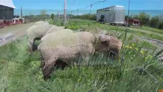 Quinn Farm Sheep Shearing Activity