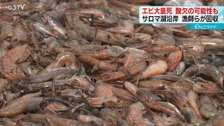 「危ないと思っていた」エビ大量死　東西５キロに被害集中　酸欠の可能性　漁師が回収　佐呂間町