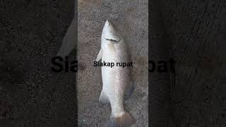 mancing siakap