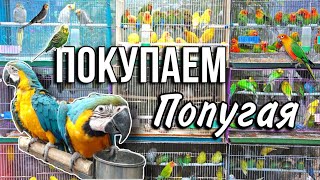 Купила попугая 🦜Огромная клетка, большие покупки, заселение | Зоомагазин, птичий рынок 🕊️