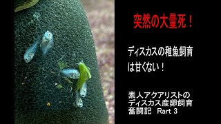 ディスカス稚魚飼育は甘くない！飼育録Part３