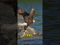 Majestic Eagle's Epic Hunt 🦅🎣🌲🤯