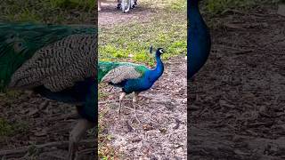 Peacock in Miami Beach #Florida