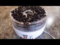 dehydrating blueberries for canoe trips camping or long term storage