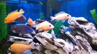 Африканские цихлиды.African cichlids.