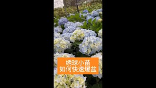 绣球小苗，如何快速大爆盆，教你几个小妙招！