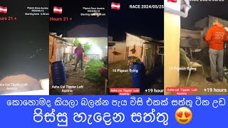 කොහොමද කියලා බලන්න පැය විසි එකක් සත්තු ටික උඩ #paraviya