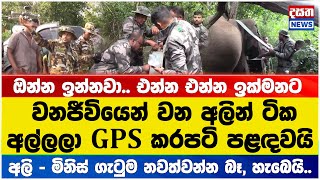 වන අලින් ටික අල්ලලා GPS කරපටි පළඳවයි