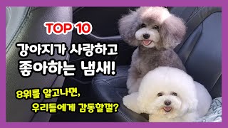 강아지가 가장 좋아하고 사랑하는 냄새 TOP 10 【강아지가 주인을 사랑할때 하는 행동과 사랑한다는 증거들 / 1위는 사랑하는 주인, 강아지 주인냄새】