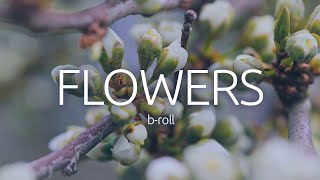 FLOWERS I cinematic b roll r6