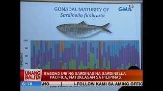 UB: Bagong uri ng sardinas na Sardinella Pacifica, natuklasan sa Pilipinas