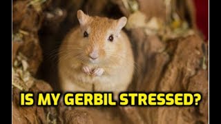 Is My Gerbil Stressed?