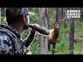 ELK Calling Tips From A WORLD CHAMPION