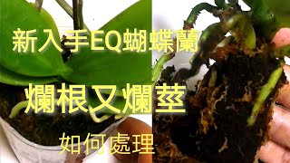 新入手蘭花 爛根爛莖處理24/9/2020