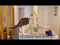 メリーを動かして赤ちゃんをあやす猫が天才すぎる