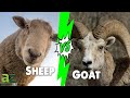 Goat Vs Sheep: The 6 Key Differences Explained