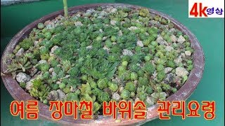 여름 장마철 바위솔 온실로 옮겨서 장마철 나기 바위솔 큰 다라에 옮겨심기 방법소개 4k영상