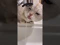 あんまりお水飲めてないまるがかわちい😘 ねこ ねこのいる生活 ねこ動画 猫