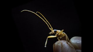 Learn with a Naturalist: Insects After Dark September 24, 2020