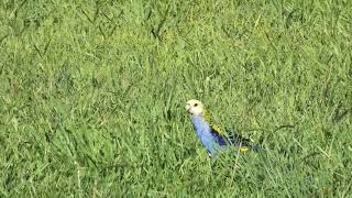 Pale-headed Rosella 33