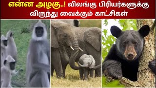 ரம்மியம் கொஞ்சும் நீலகிரி முதுமலை காப்பகம் - விலங்கு பிரியர்களுக்கு விருந்து வைக்கும் காட்சிகள்