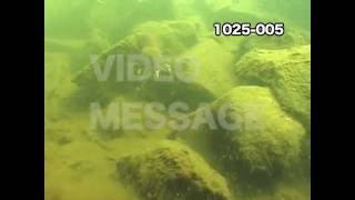 【水中動画】発見！スモールマウスバス 桧原湖 Smallmouthbass Underwater