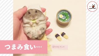 給食を作りながらキャベツをつまみ食いしちゃうハムスター【PECO TV】